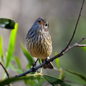Rufous Whistler (Pachycephala rufiventris)