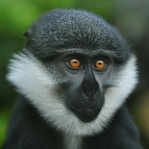 Lhoest guenon (Cercopithecus lhoesti)