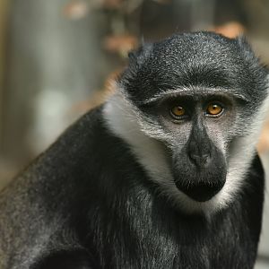 Lhoest guenon (Cercopithecus lhoesti)