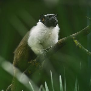 Pied tamarin (Saguinus bicolor)