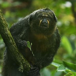 White-faced saki (Pithecia pithecia)