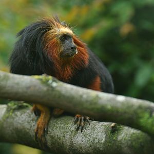 Golden-headed lion tamarin (Leontopithecus chrysomelas)