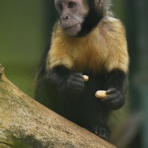 Yellow-breasted capuchin (Cebus xanthosternos)