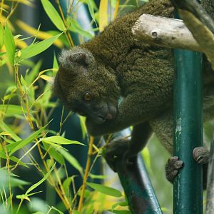 Greater bamboo lemur (Prolemur simus)