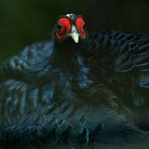 Edward's pheasant (Lophura edwardsi)