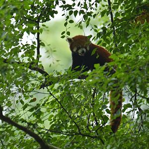 Red panda (Ailurus fulgens)