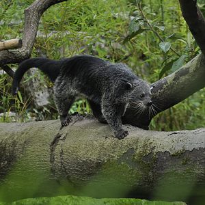 Binturong (Arctictis binturong)
