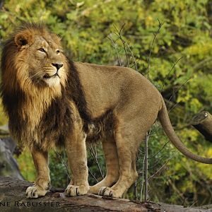 Asian lion (Panthera leo persicus)