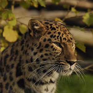 Amur leopard (Panthera pardus orientalis)