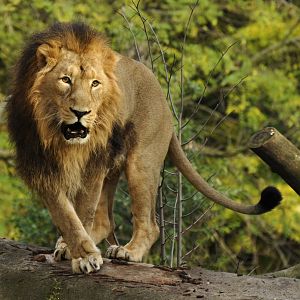 Asian lion (Panthera leo persicus)