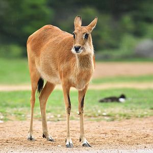 Nile lechwe (Kobus megaceros)