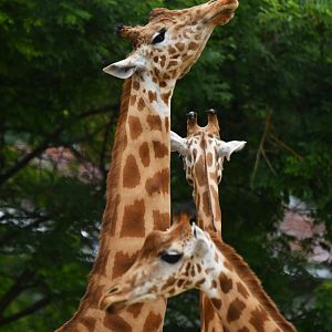 Kordoffan giraffe (Girafa cameleopardis antiquorum)