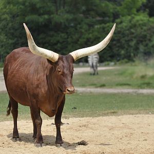 Watusi cattle