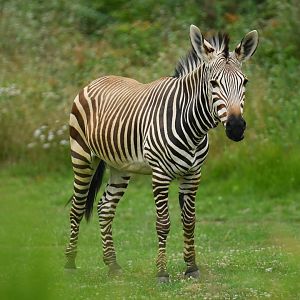 Hartmann zebra (Equus zebra)