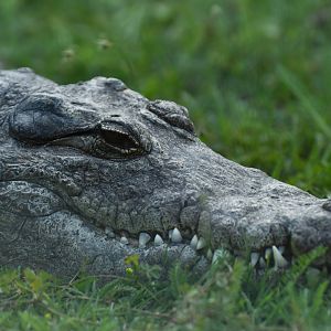 Sacred crocodile (Crocodylus suchus)