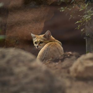Sand cat (Felis margarita)