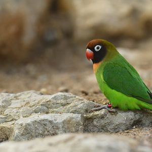 Black-cheeked lovebird (Agapornis nigrigenis)