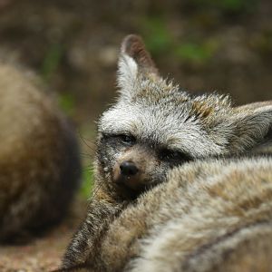 Otocyon (Otocyon megalotis)