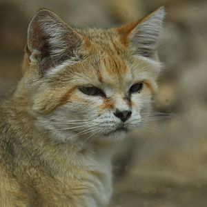 Sand cat (Felis margarita)
