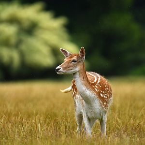 Fallow deer (Dama dama)