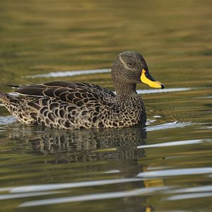 Yellow-billed duck (Anas undulata)