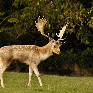 Fallow deer (Dama dama)