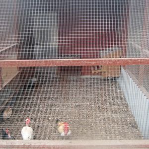 Hobro Minizoo - Chicken aviary #3