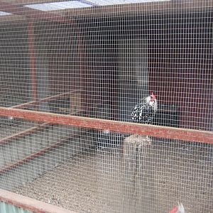 Hobro Minizoo - Chicken aviary #4