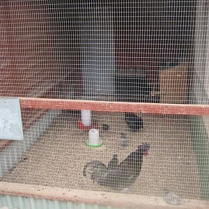 Hobro Minizoo - Chicken aviary #5