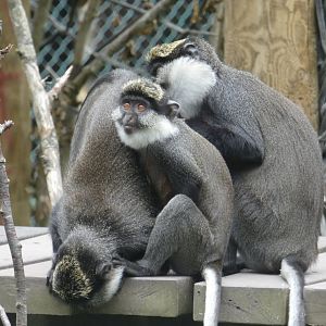 Benin red-bellied guenons