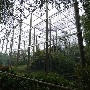 Bachelor Woolly monkey group enclosure