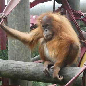 Sumatran orang-utan young female