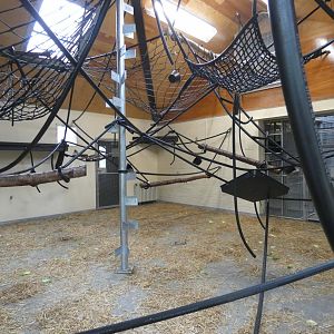 Bachelor Woolly monkey indoor enclosure