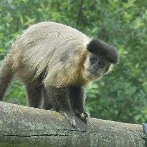 Capuchin