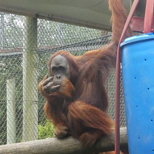 Sumatran Orang-utan male (Silvestre)