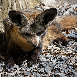 Bat-eared Fox / Exmoor Zoo / 19-5-21