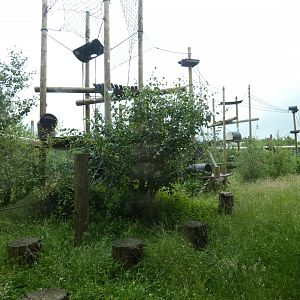 Capuchin outdoor enclosure