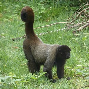 Woolly monkey