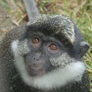 Benin red-bellied guenon