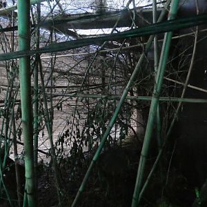Bengal slow loris enclosure