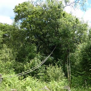 Siamang outdoor enclosure