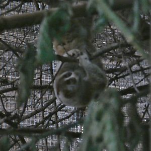 Bengal slow loris