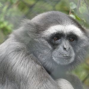 Mueller's gibbon