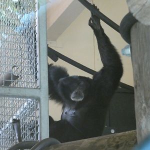 Siamang