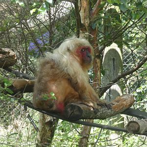 Stump-tailed macaque