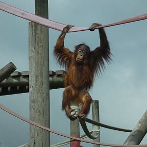 Bornean orang-utan young male