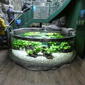 Amazon tank