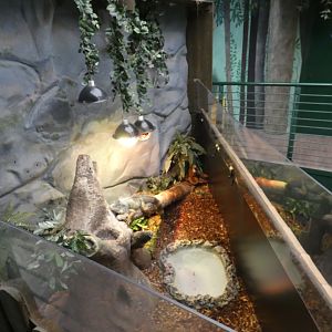 Green Iguana enclosure