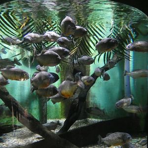 Red-bellied piranha exhibit