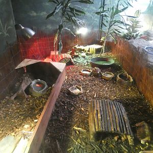 Hingeback tortoise enclosure